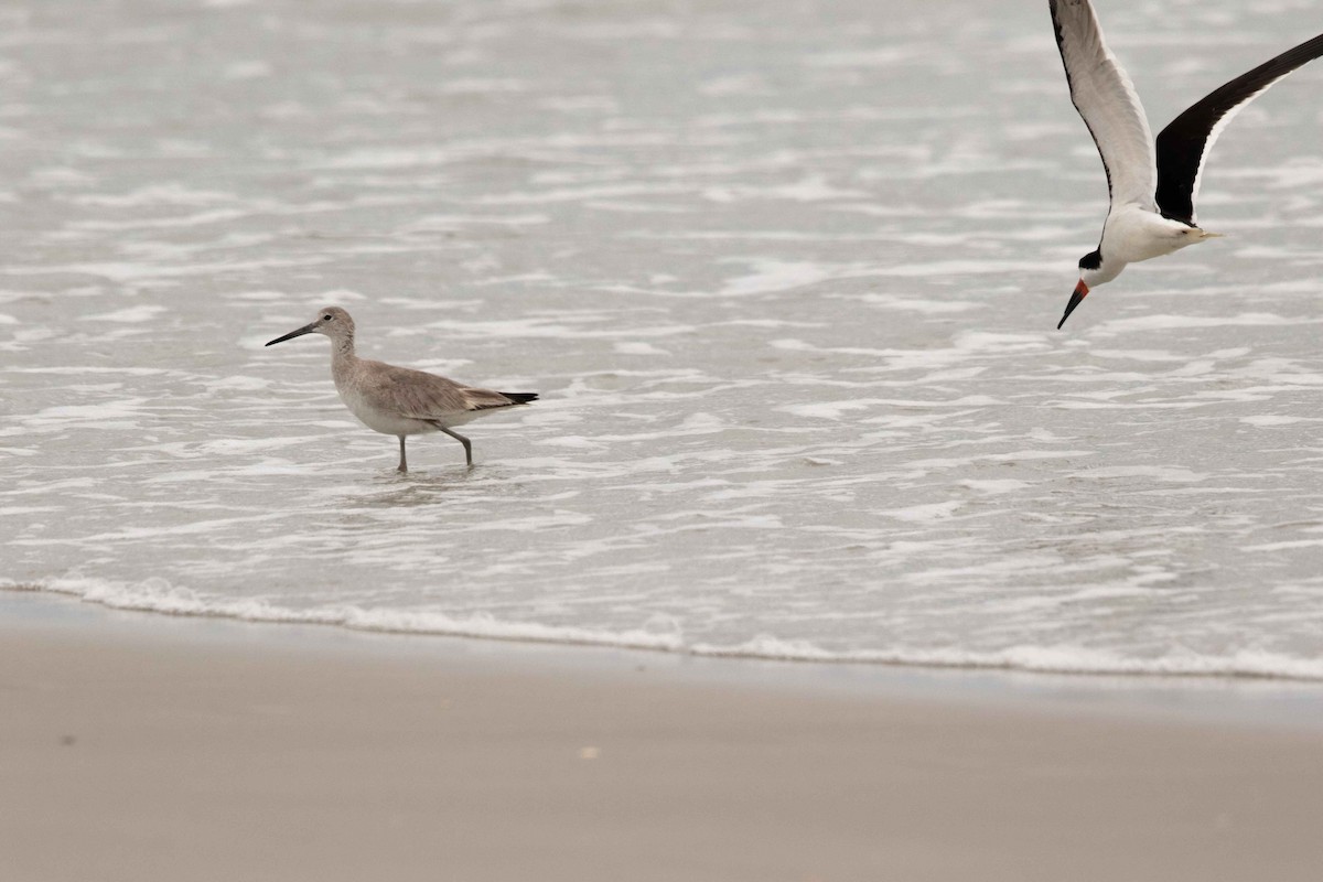 ハジロオオシギ - ML645984884