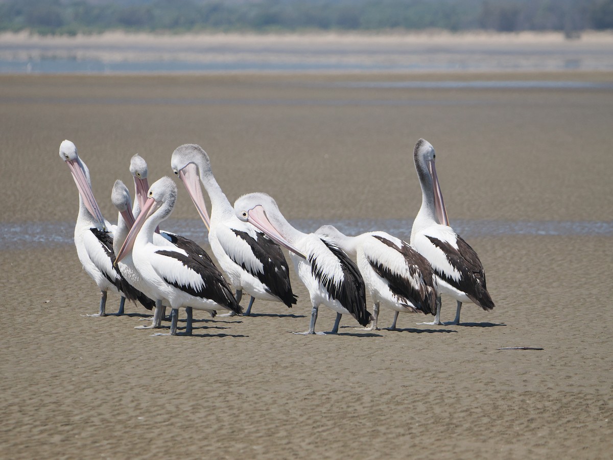 コシグロペリカン - ML645984885