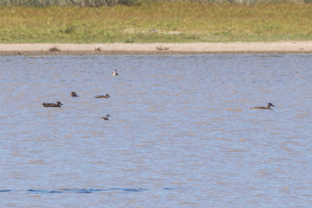 ミカヅキハシビロガモ - ML645984886