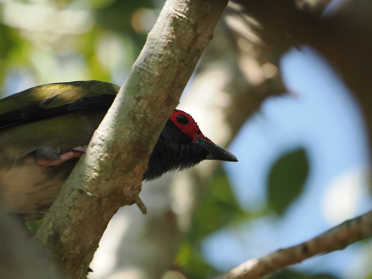 メガネコウライウグイス - ML645984890