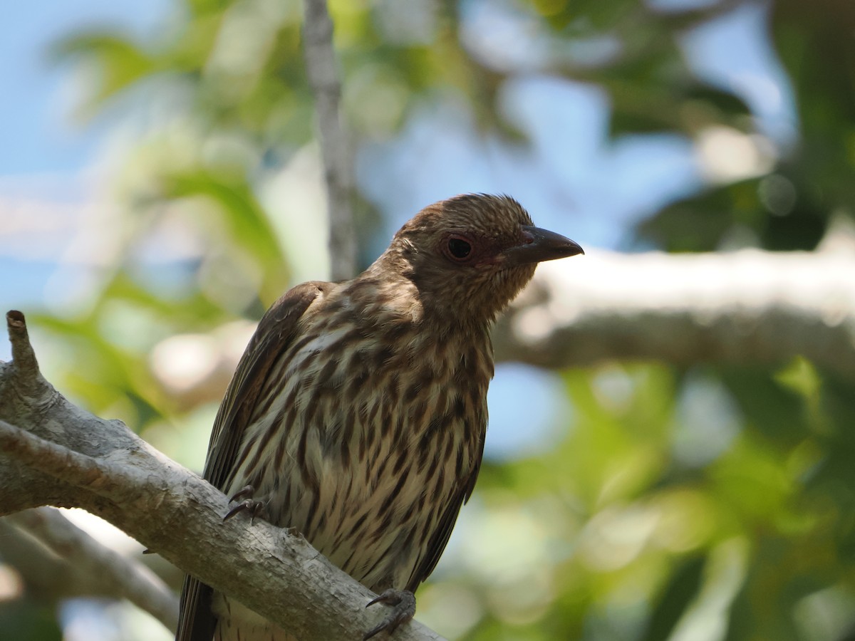 メガネコウライウグイス - ML645984891