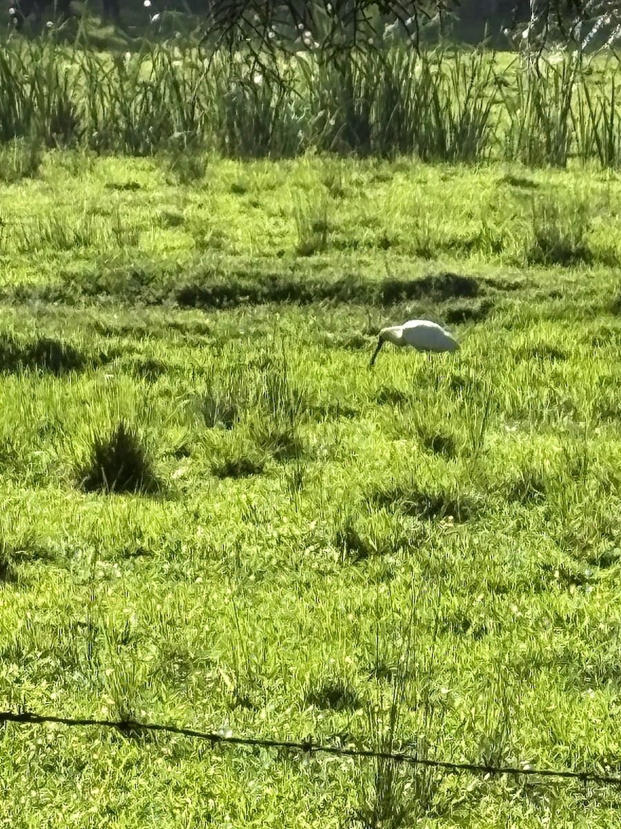 オーストラリアヘラサギ - ML645984893