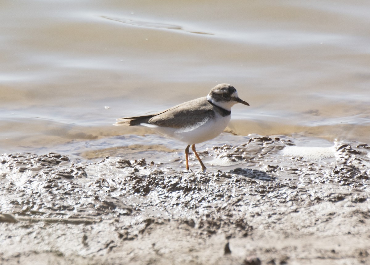 イカルチドリ - ML645984894