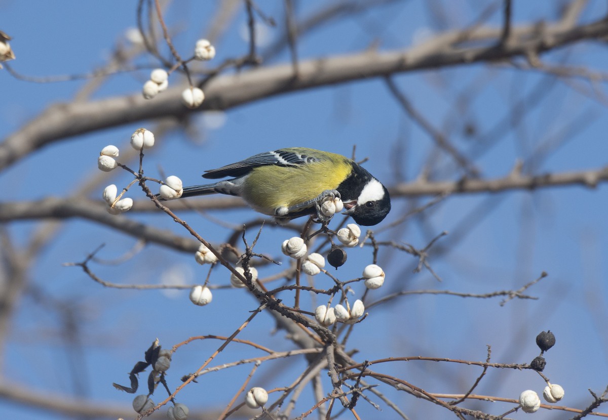 キバラシジュウカラ - ML645984895