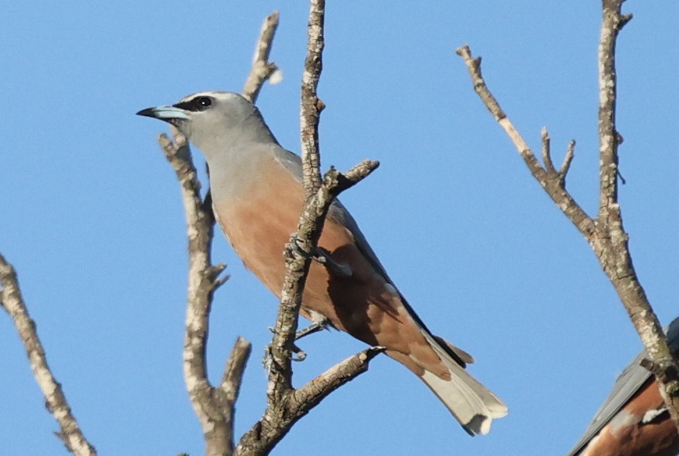 マミジロモリツバメ - ML645984897