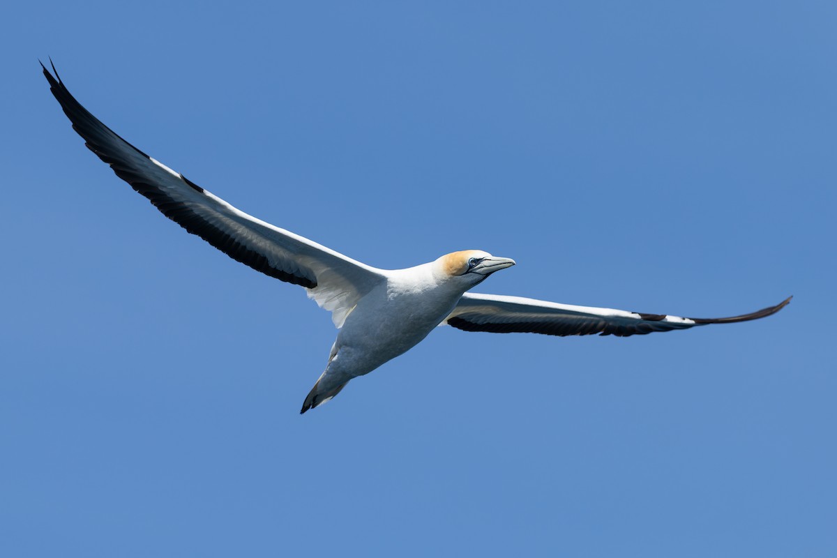 オーストラリアシロカツオドリ - ML645984898