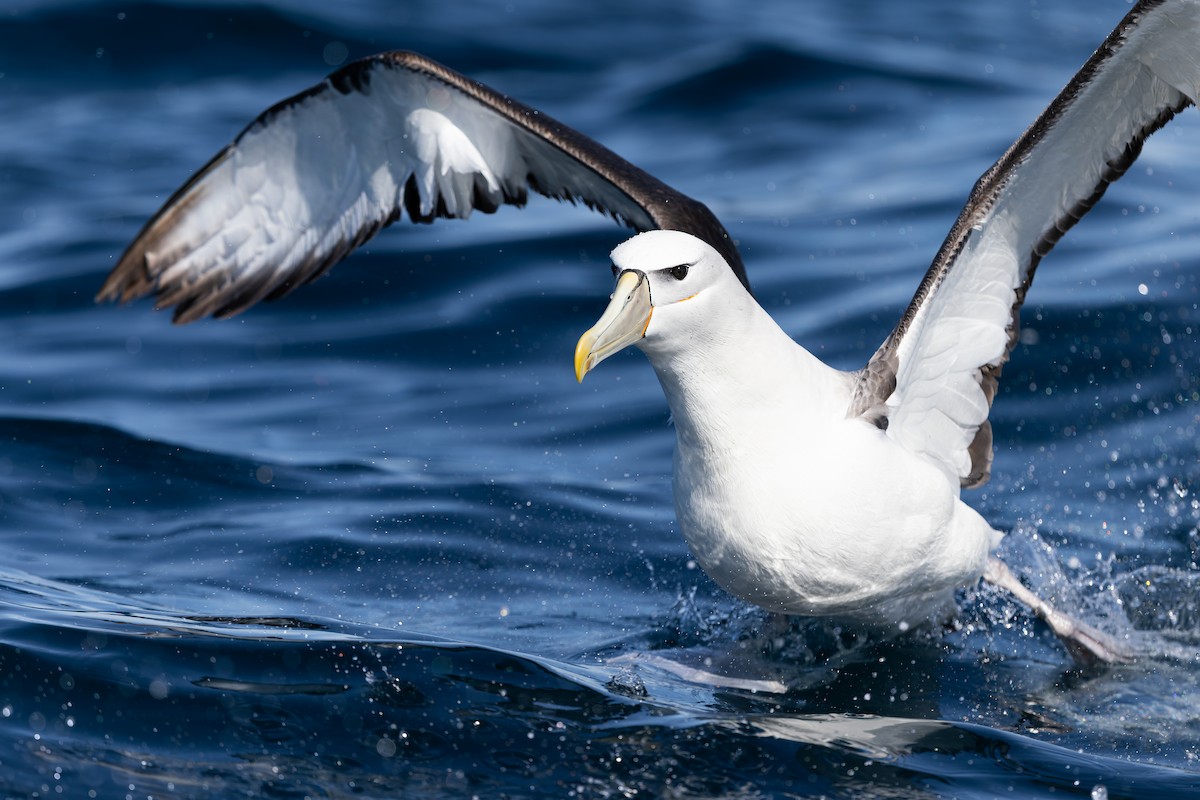 ハジロアホウドリ - ML645984899