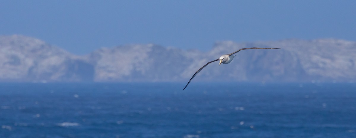 sølvhodealbatross - ML645984901