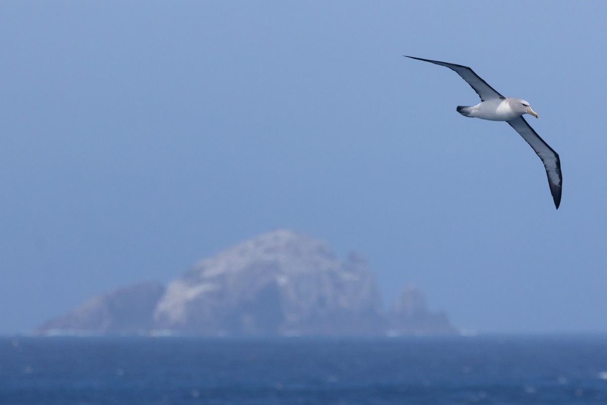 sølvhodealbatross - ML645984902