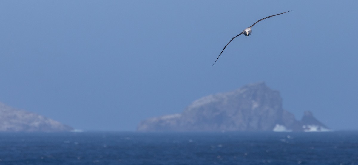 sølvhodealbatross - ML645984903