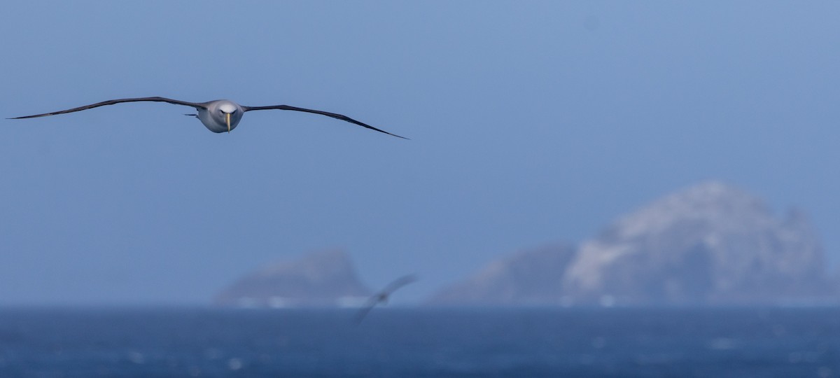 sølvhodealbatross - ML645984904