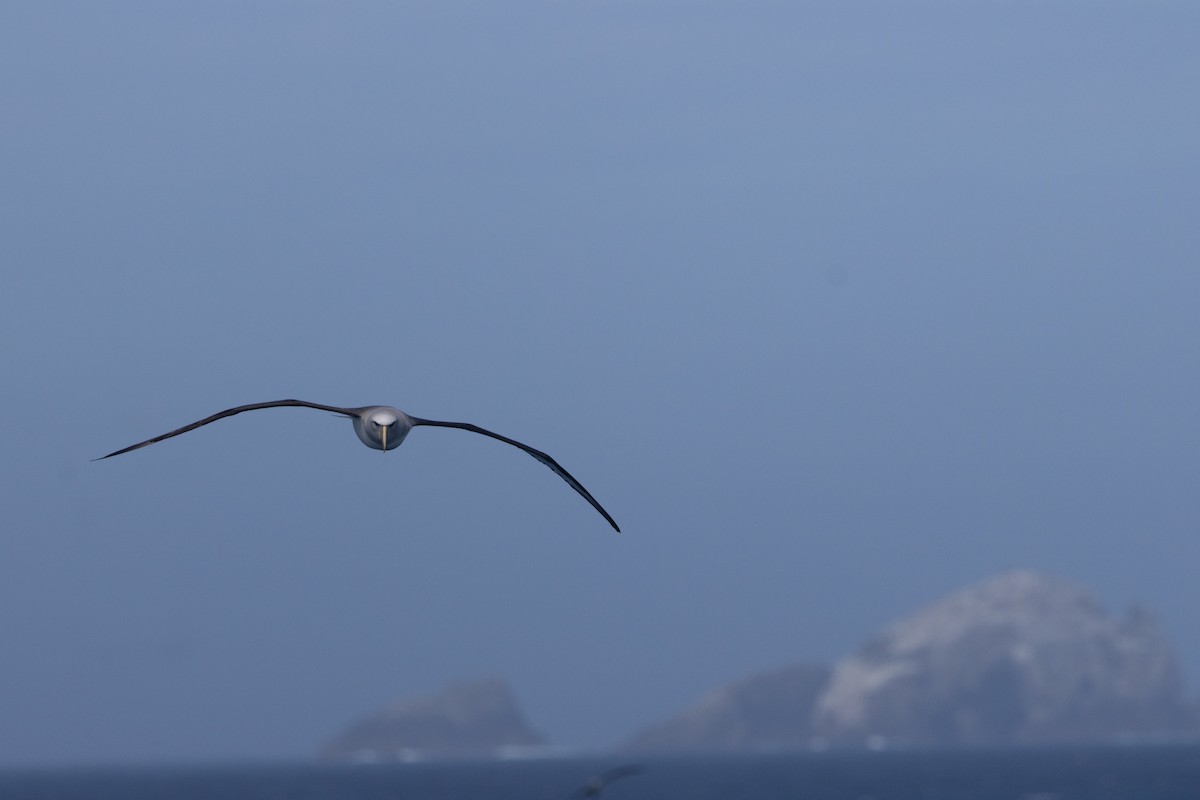 sølvhodealbatross - ML645984905