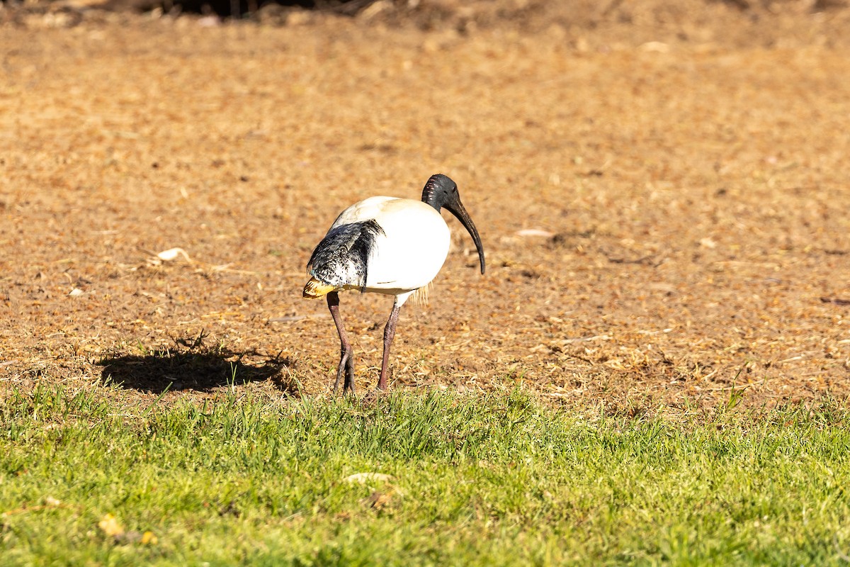 australibis - ML645984906