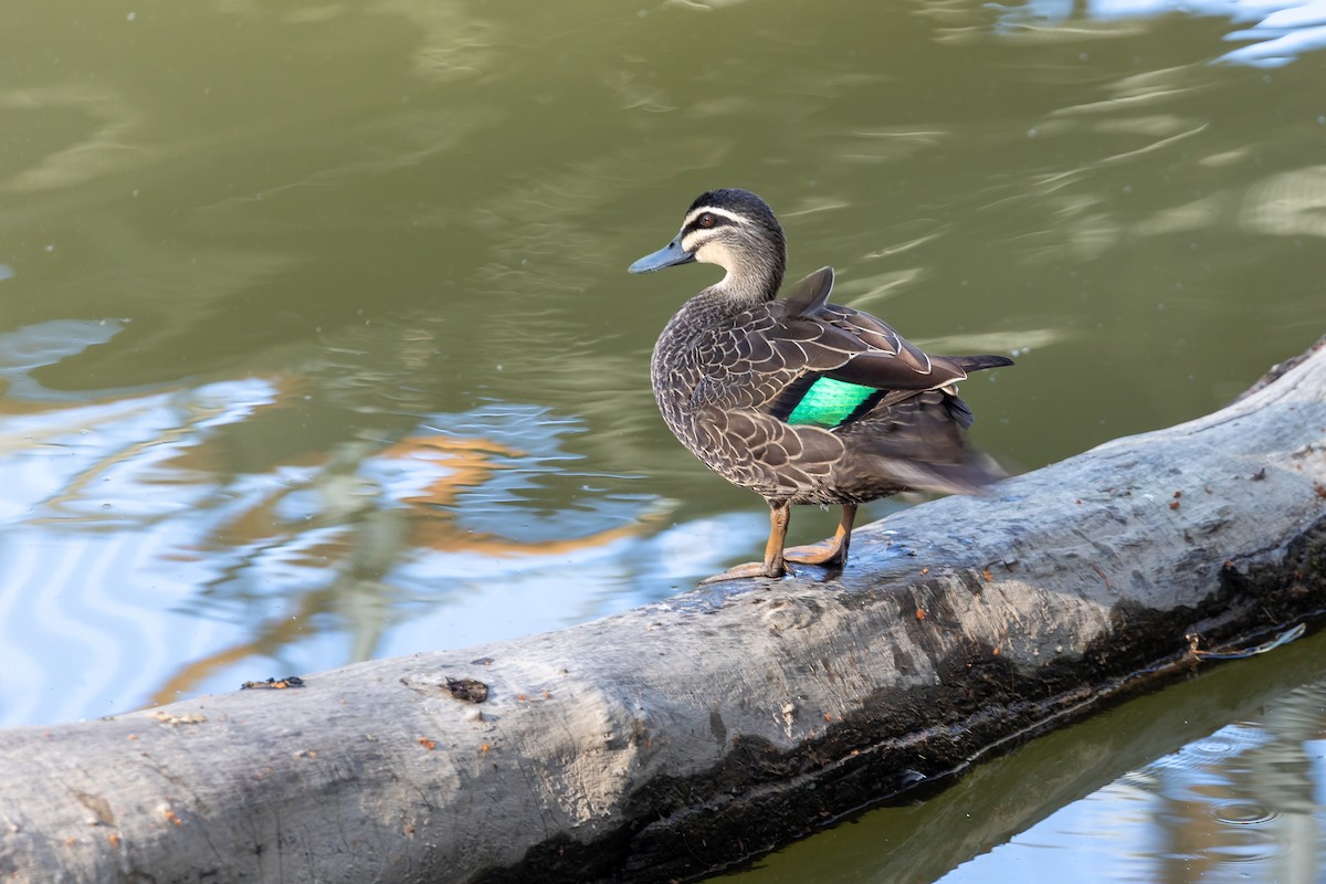 stripeand - ML645984907