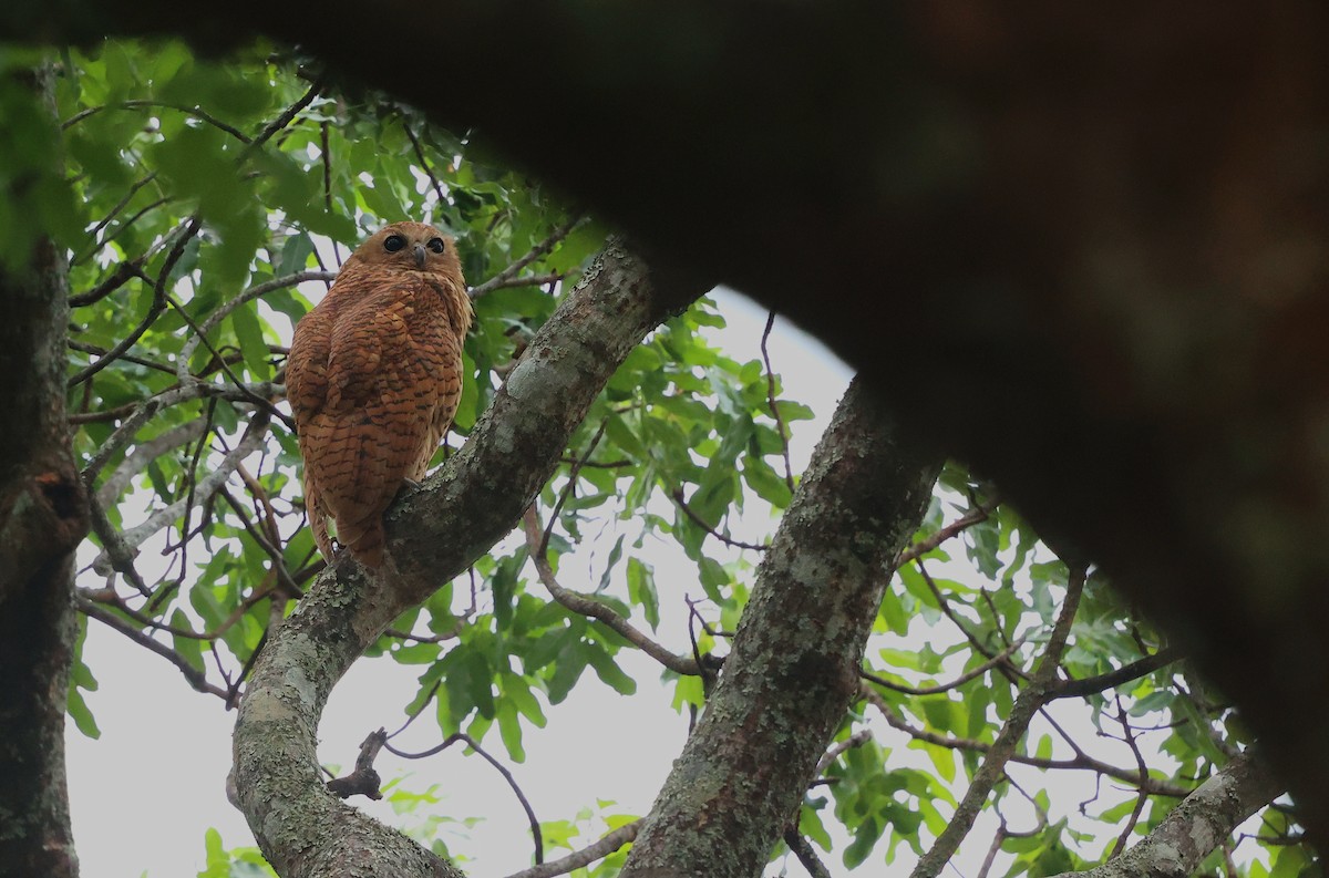 Pel's Fishing-Owl - ML645984908