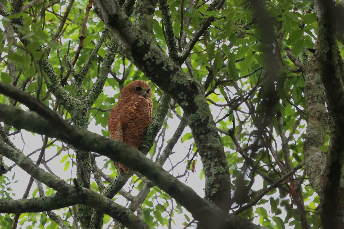 Pel's Fishing-Owl - ML645984909