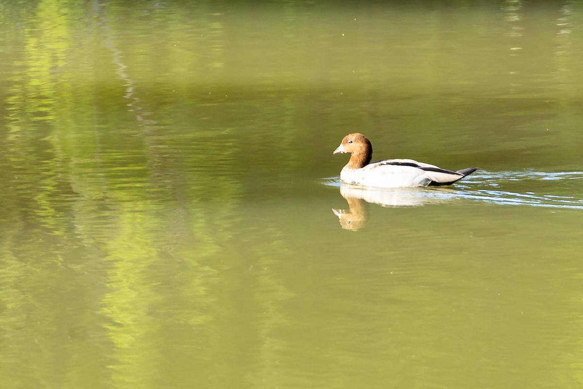 mankeand - ML645984910