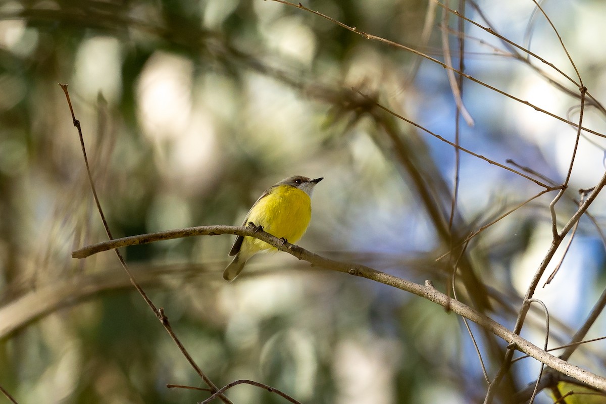 hvitstrupegerygone - ML645984912