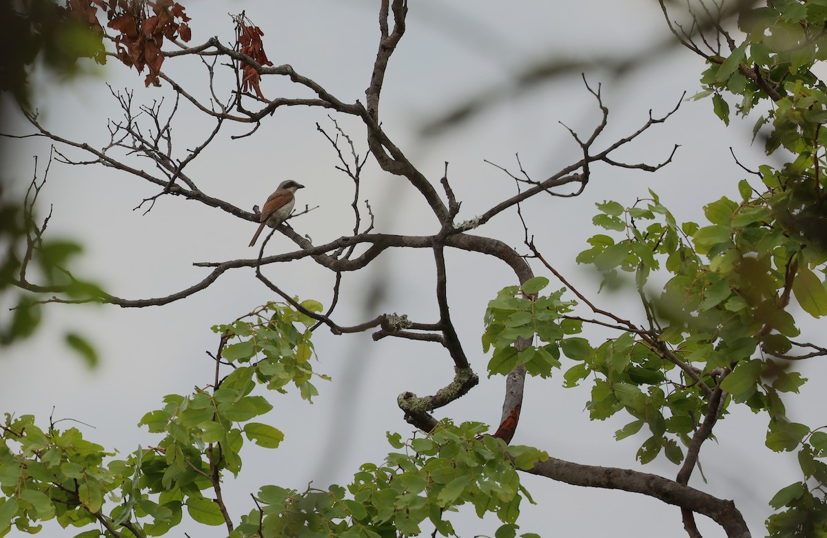 miombovarsler - ML645984913