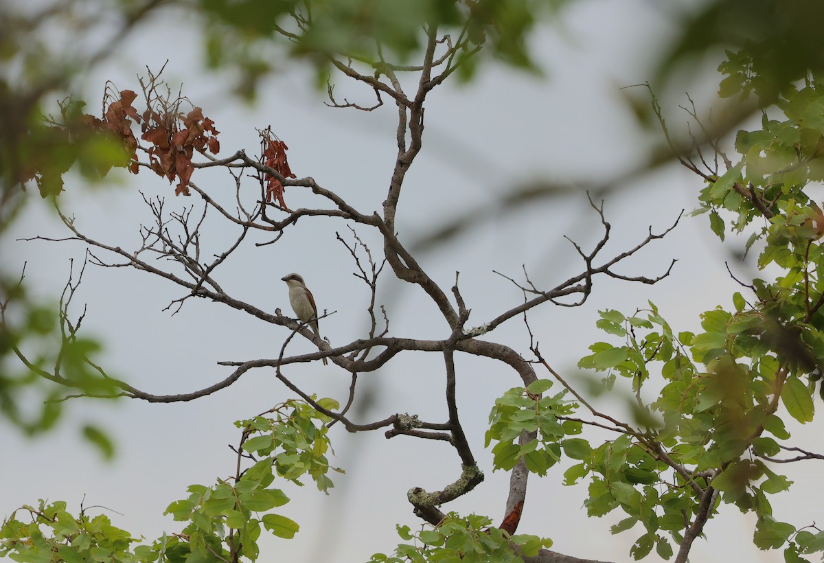 miombovarsler - ML645984914