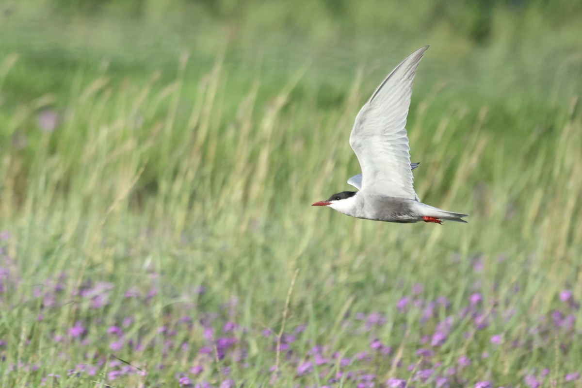 hvitkinnsvartterne - ML645984917