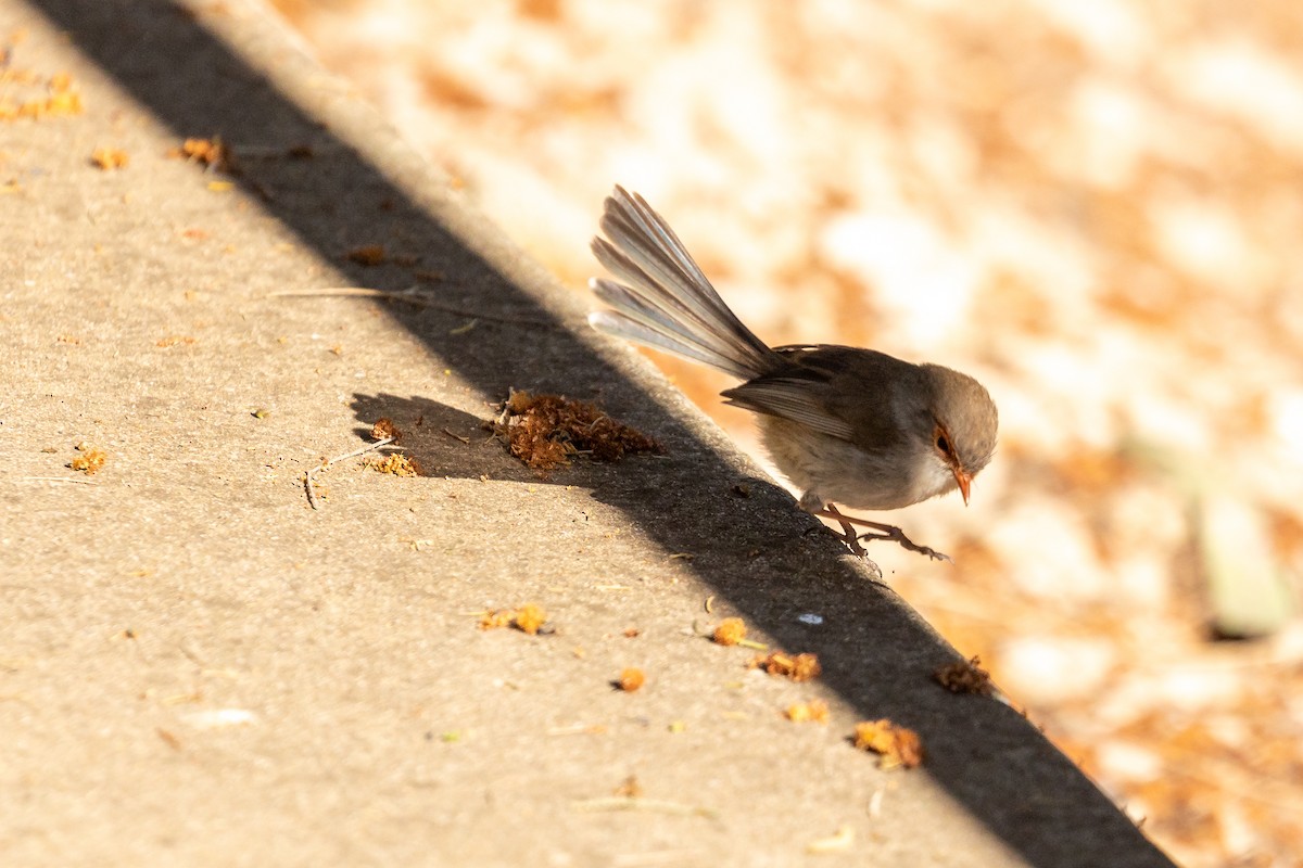 blåalvesmett - ML645984918