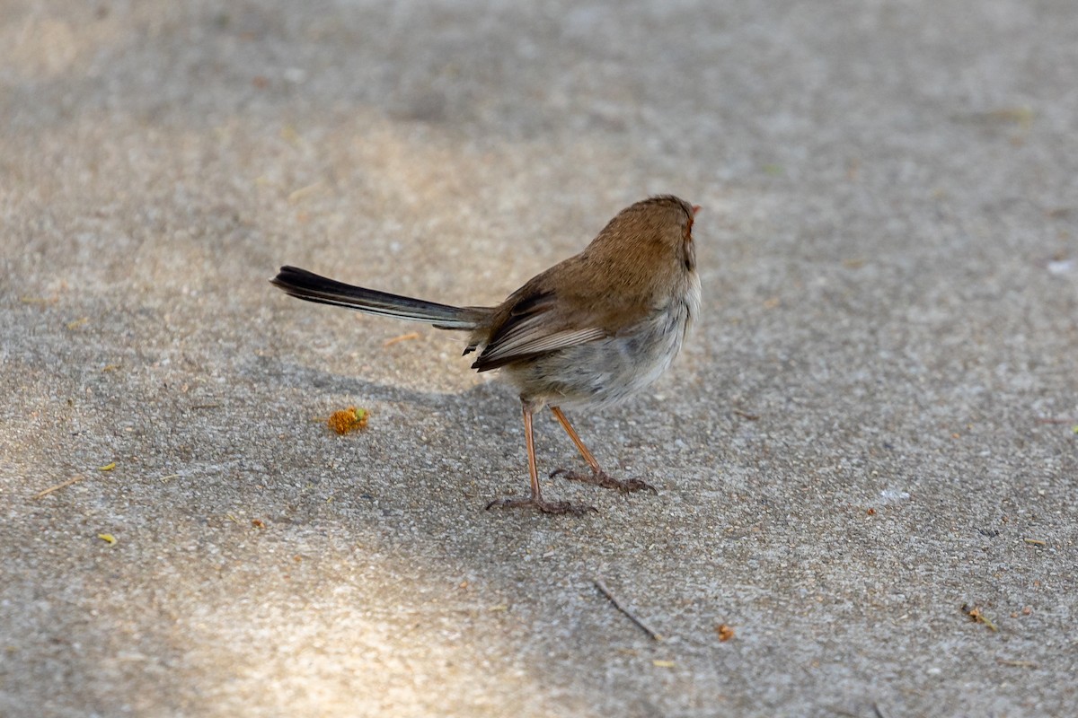 blåalvesmett - ML645984919