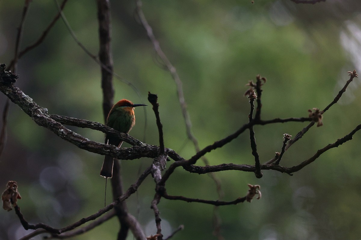 brunhodebieter - ML645984920