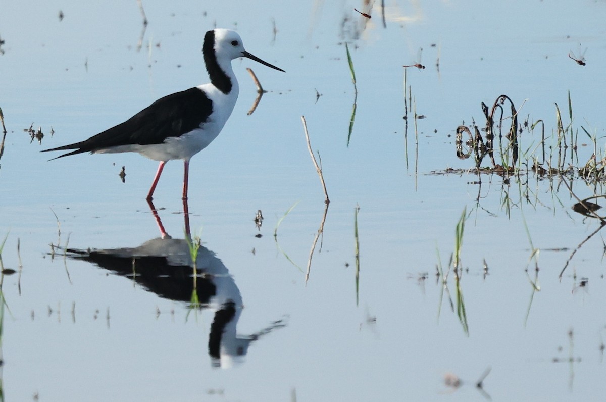 australstylteløper - ML645984921