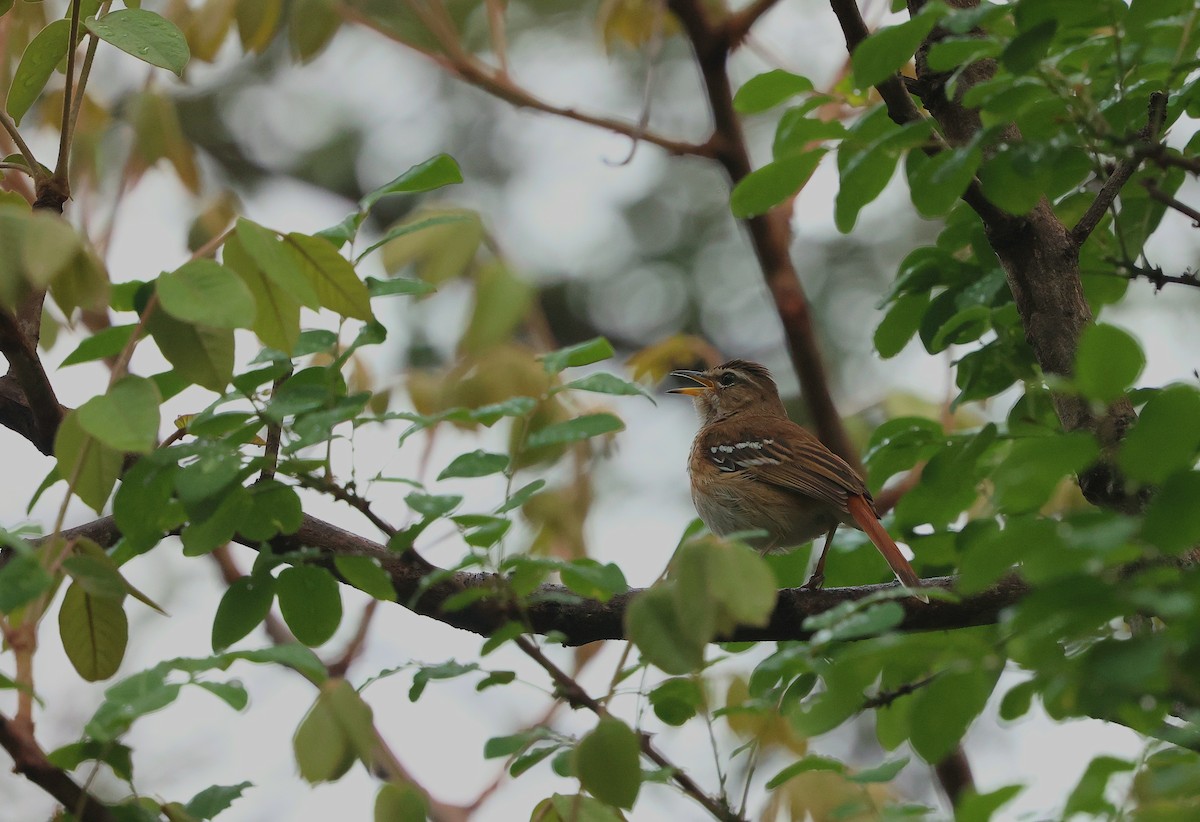 hvitbrynkrattskvett - ML645984922