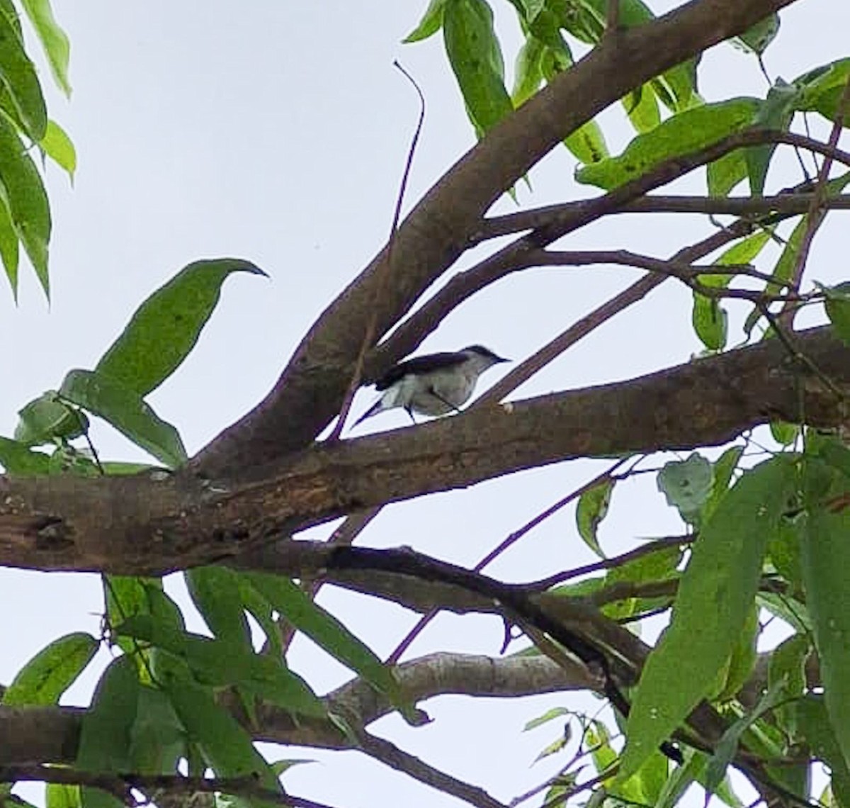 maskevanntyrann - ML645984923