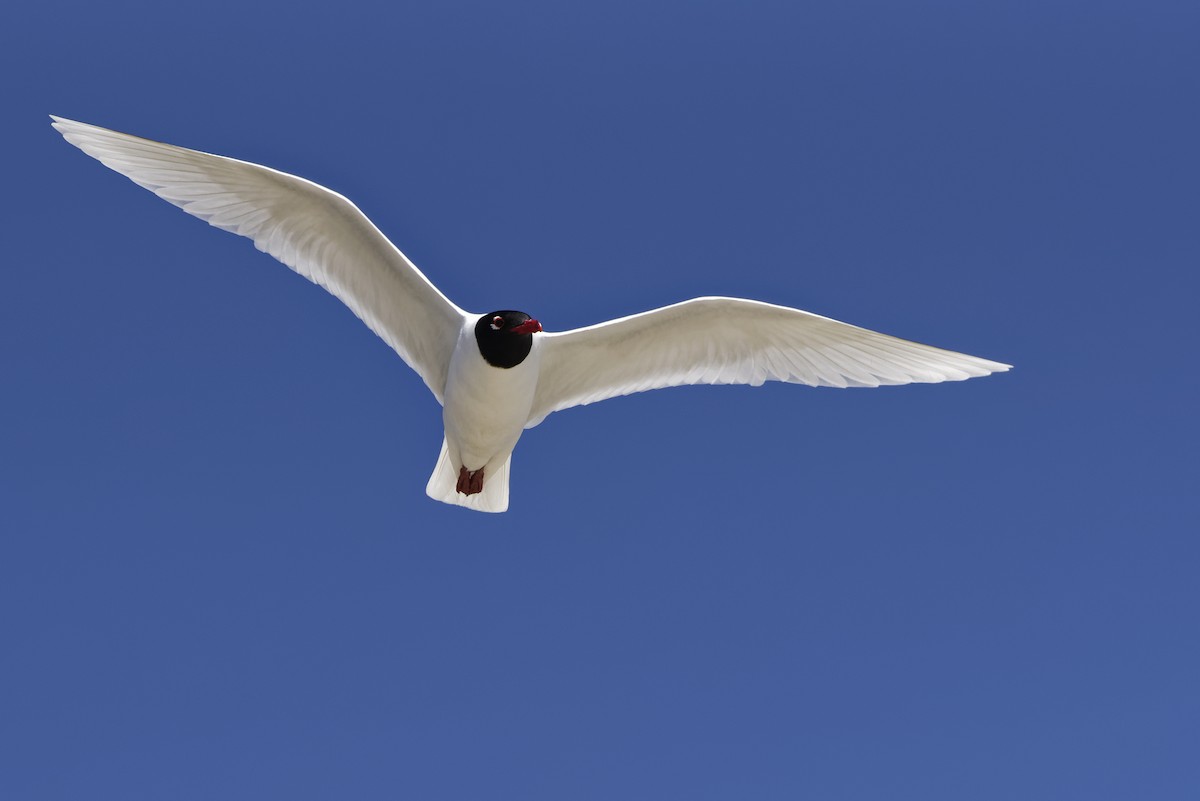 svartehavsmåke - ML645984924