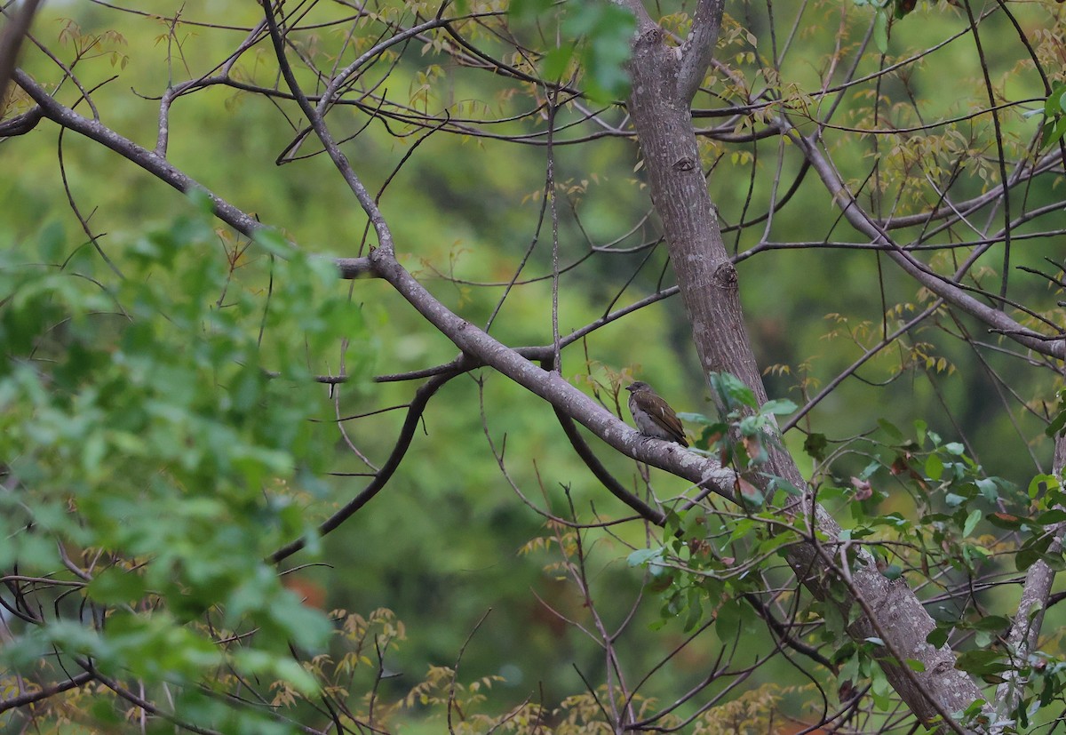 gråvokseter - ML645984925