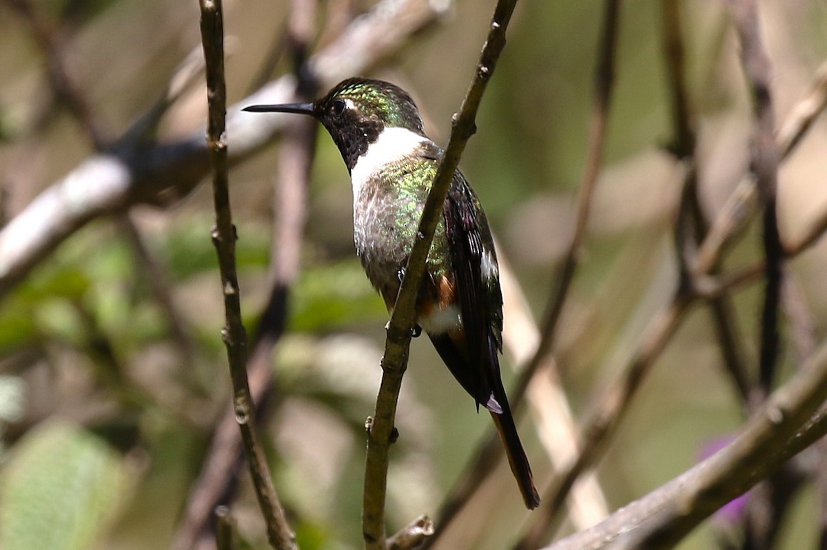 magentakolibri - ML645984926