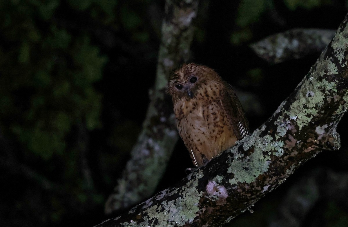 storflodugle - ML645984928