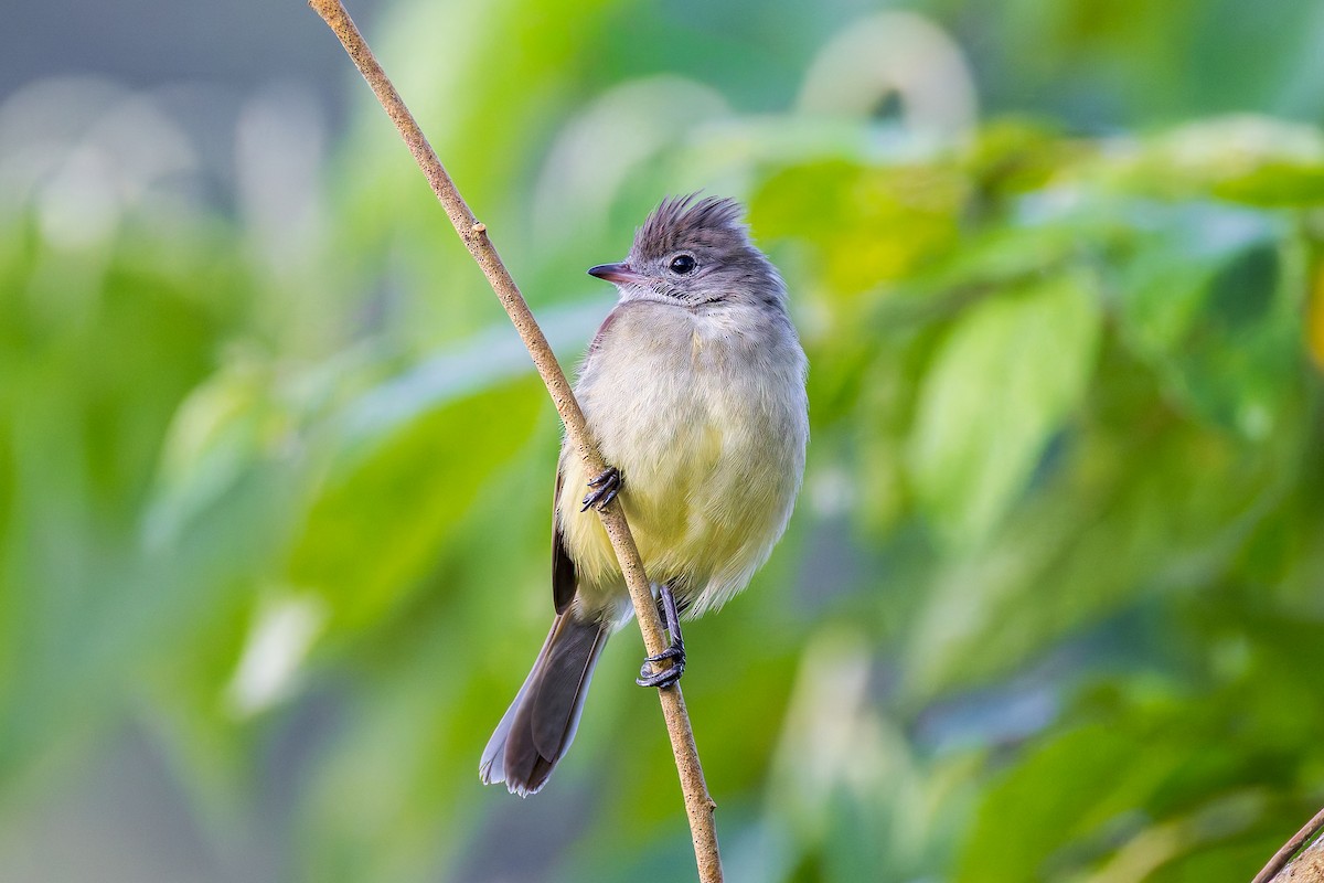 Yellow-bellied Elaenia - ML645984929