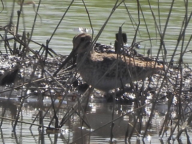 enkeltbekkasin - ML645984930