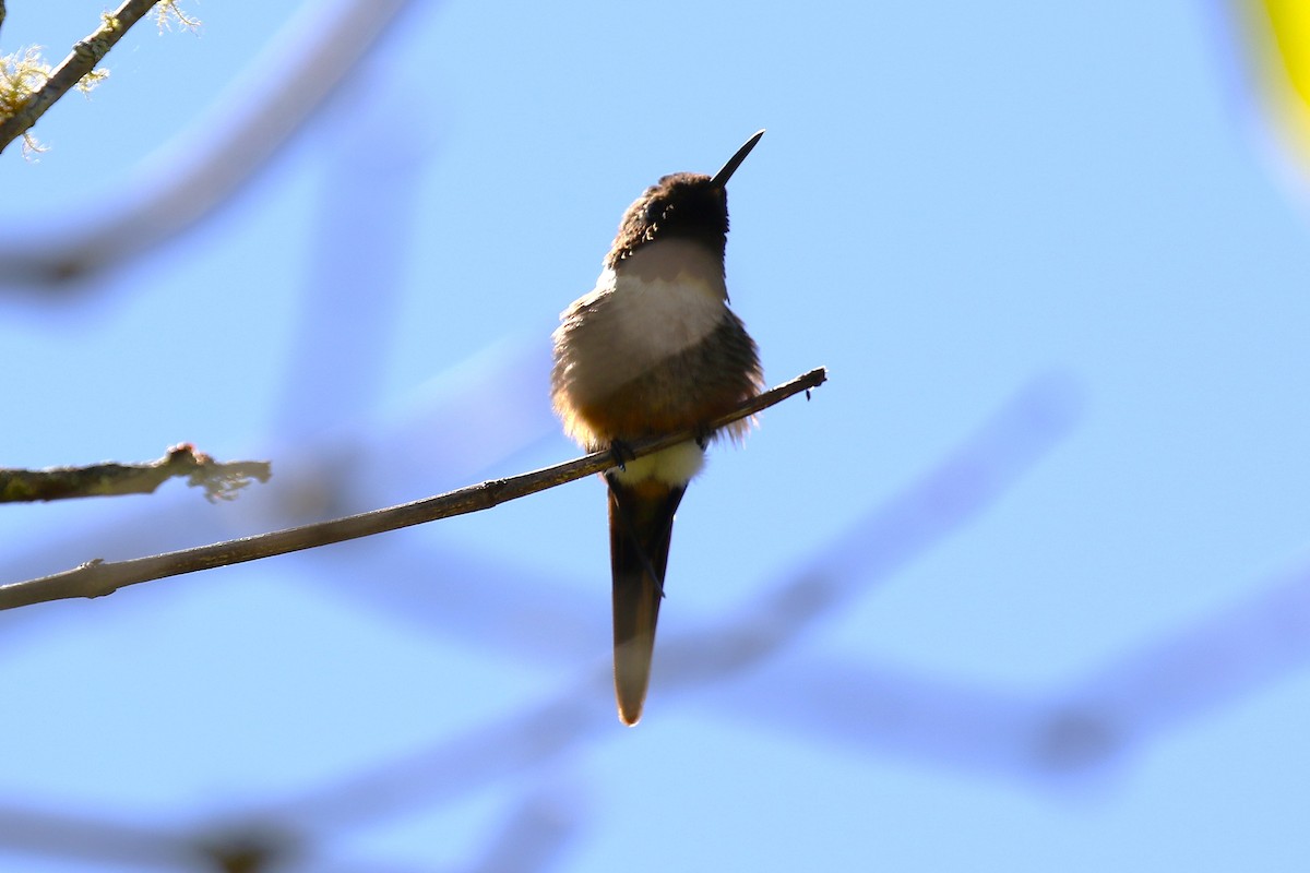 magentakolibri - ML645984931