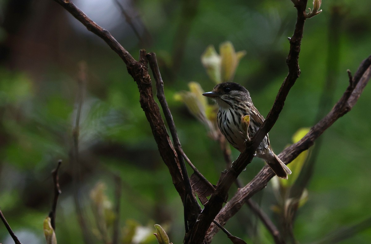 svartkronebrednebb - ML645984932