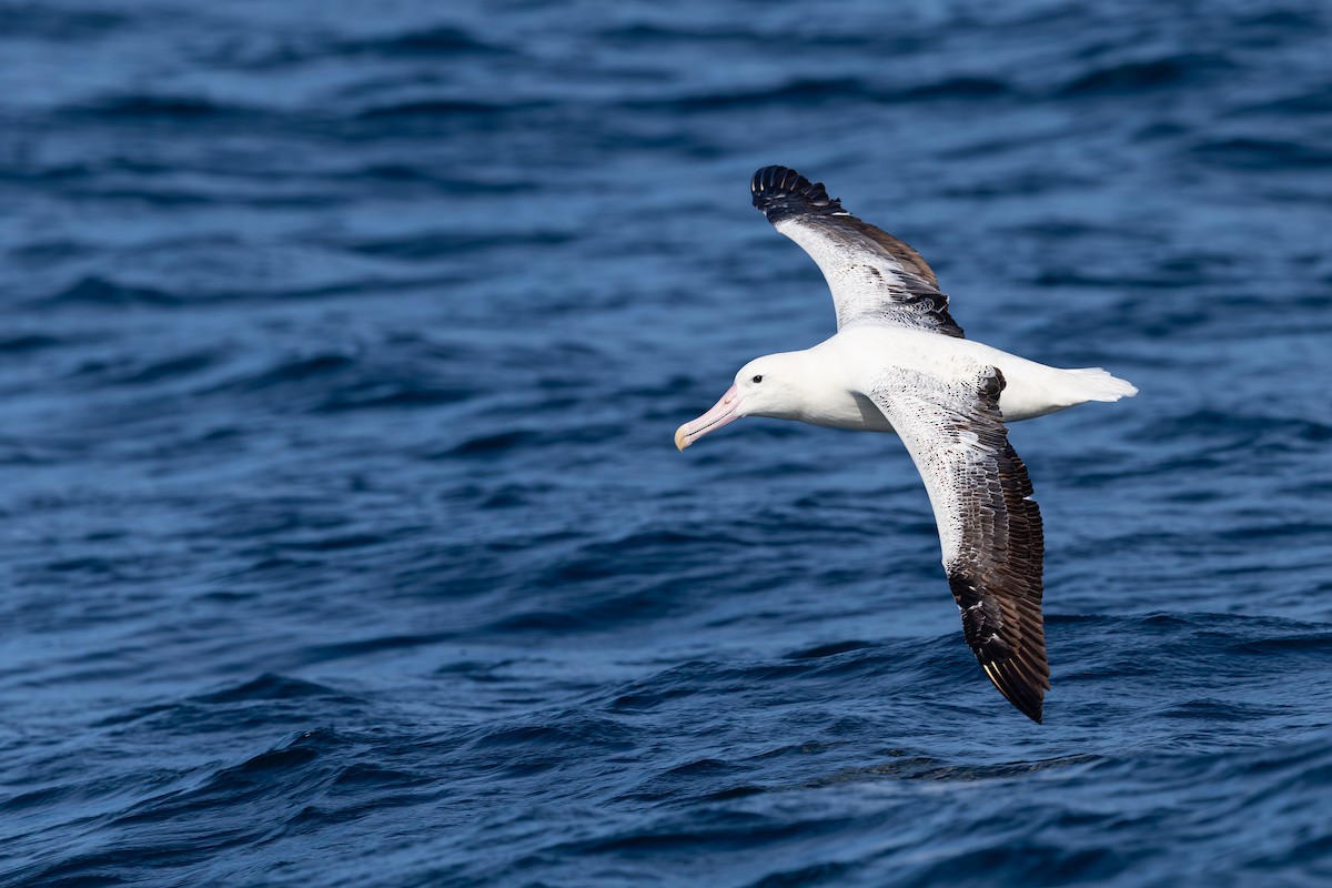 kongealbatross - ML645984934