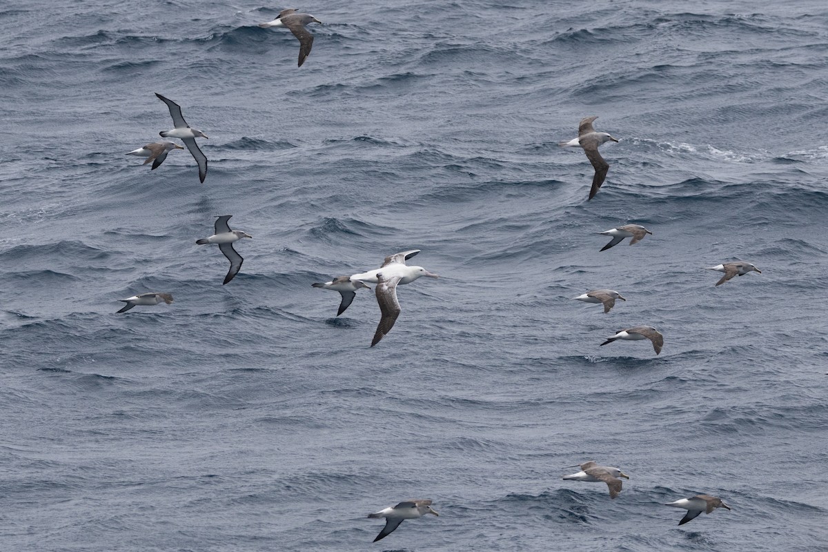 sølvhodealbatross - ML645984935