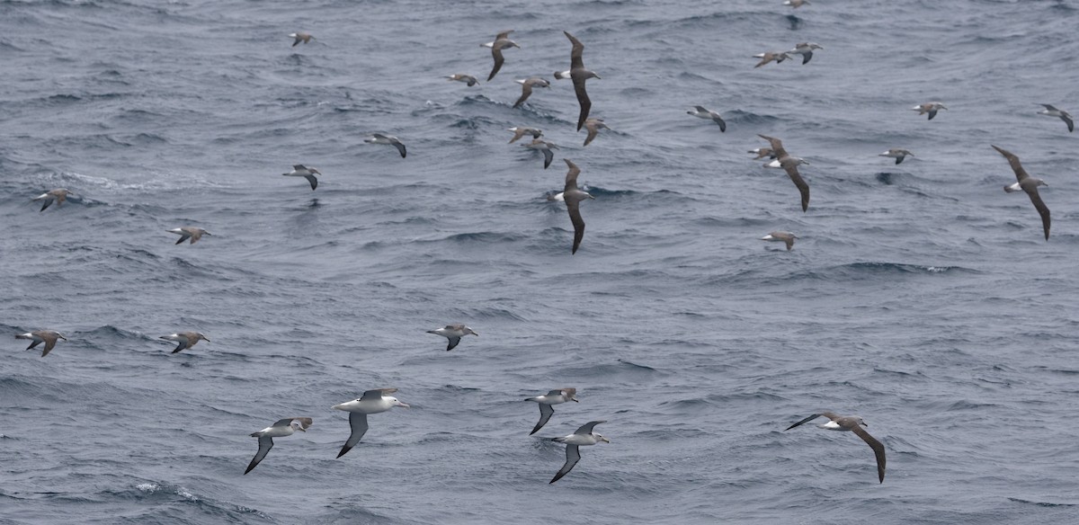 サルビンアホウドリ - ML645984936