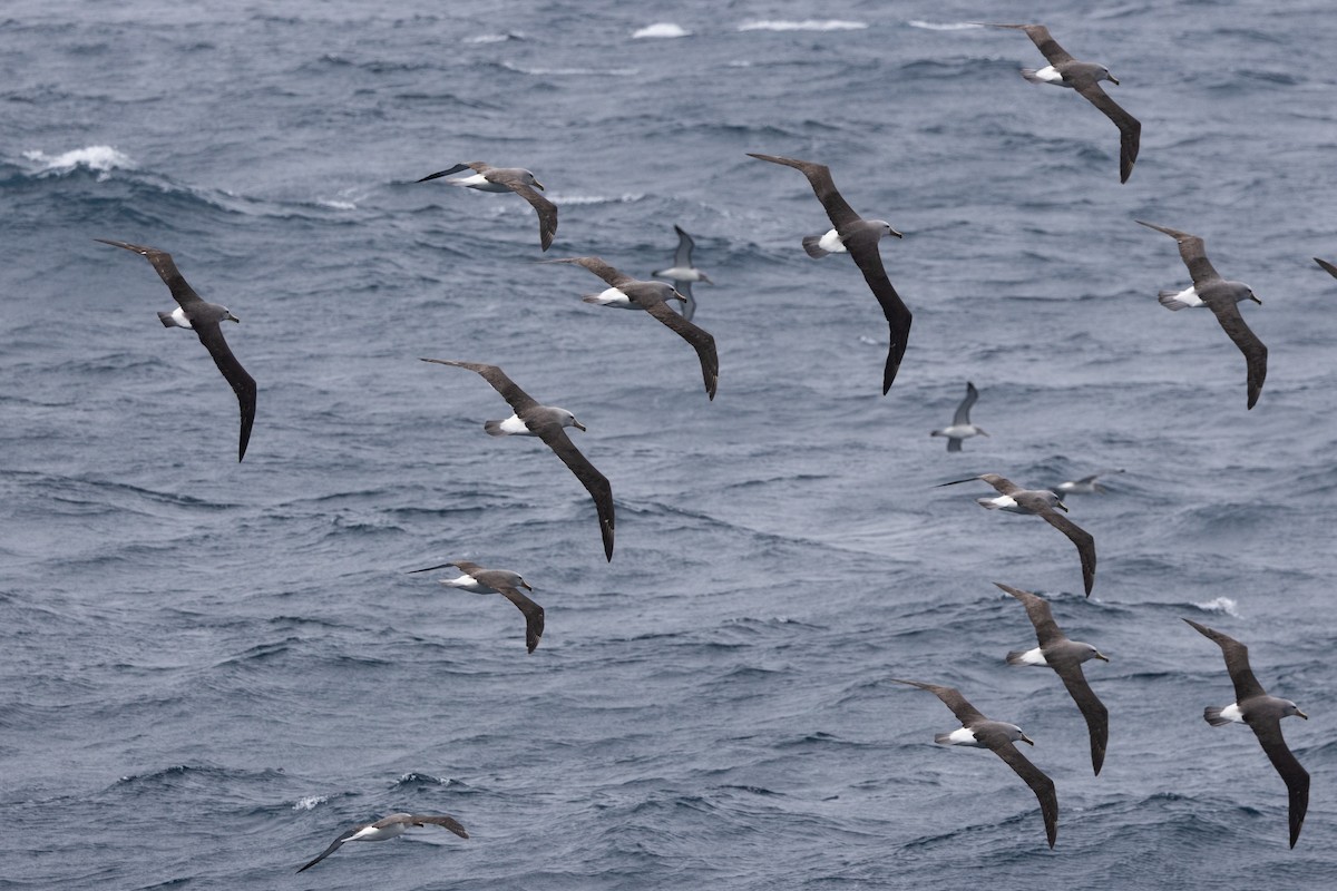 サルビンアホウドリ - ML645984937