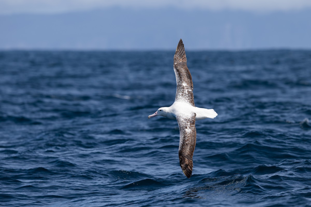 kongealbatross - ML645984938