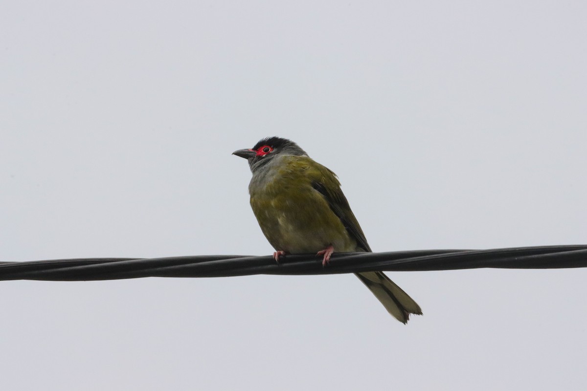 australiafikenfugl - ML645984946