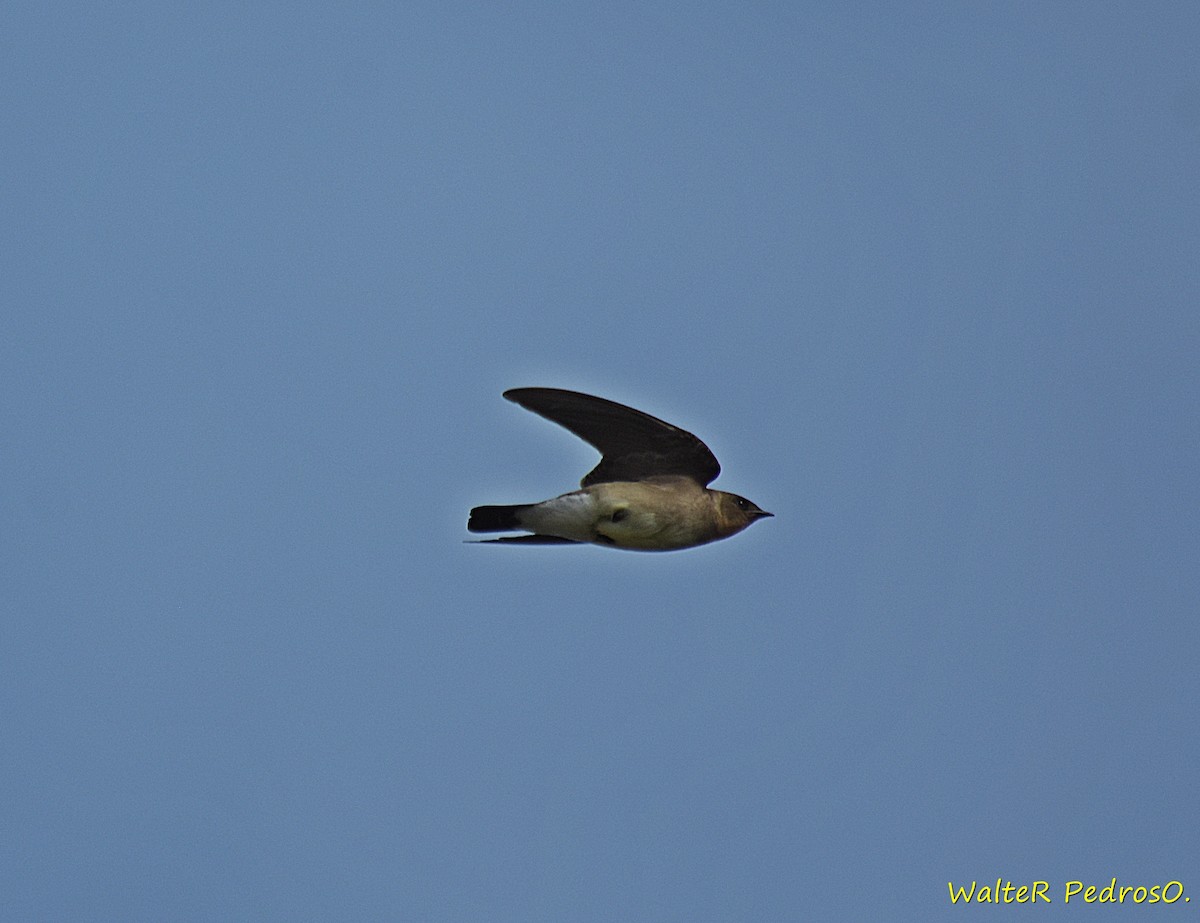 sørtaggsvale - ML645984947