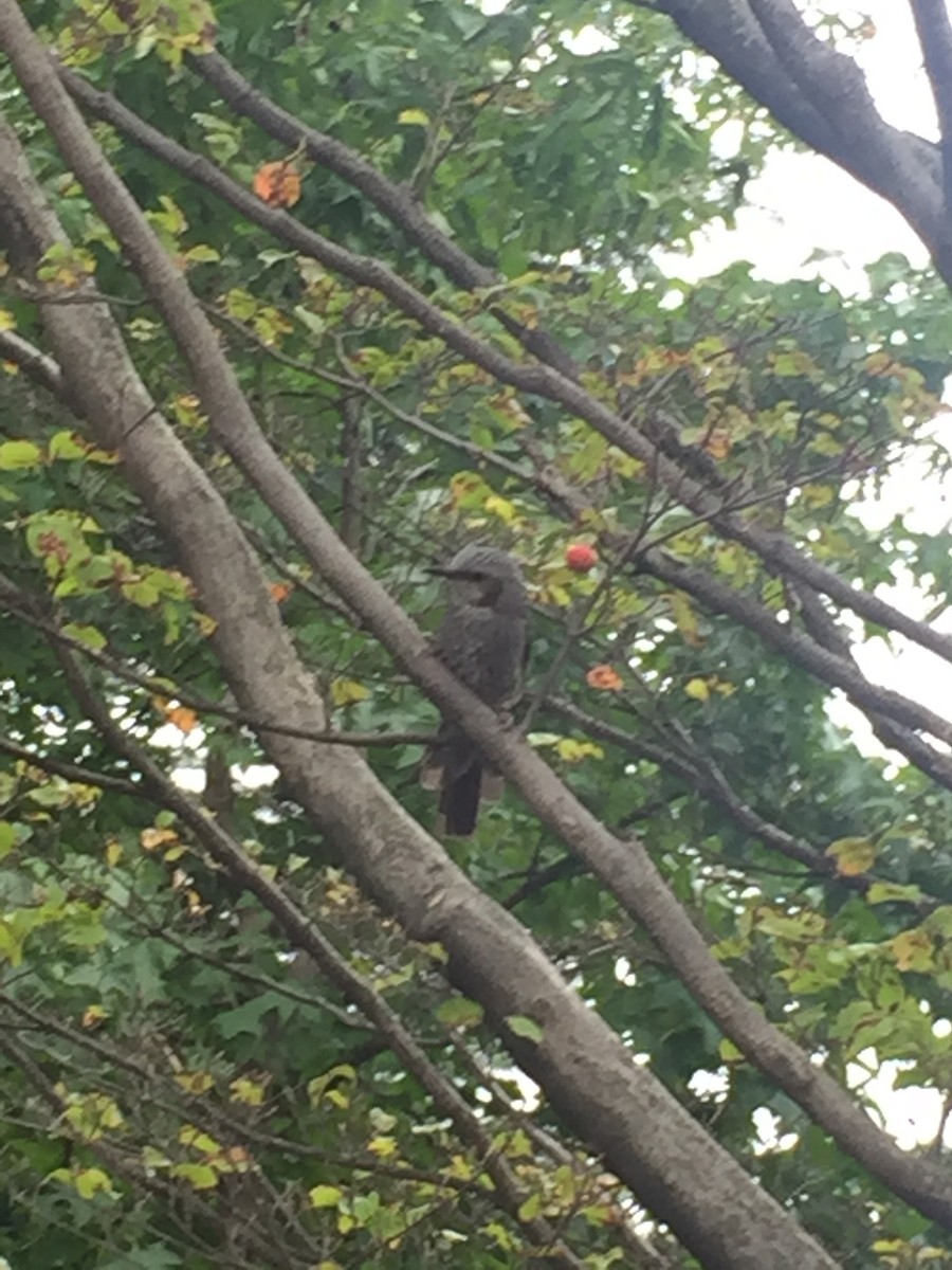 ヒヨドリ - ML645984948