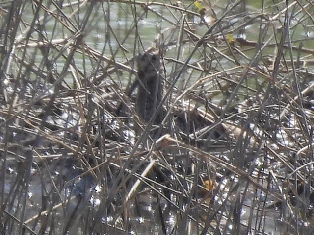 タシギ - ML645984949