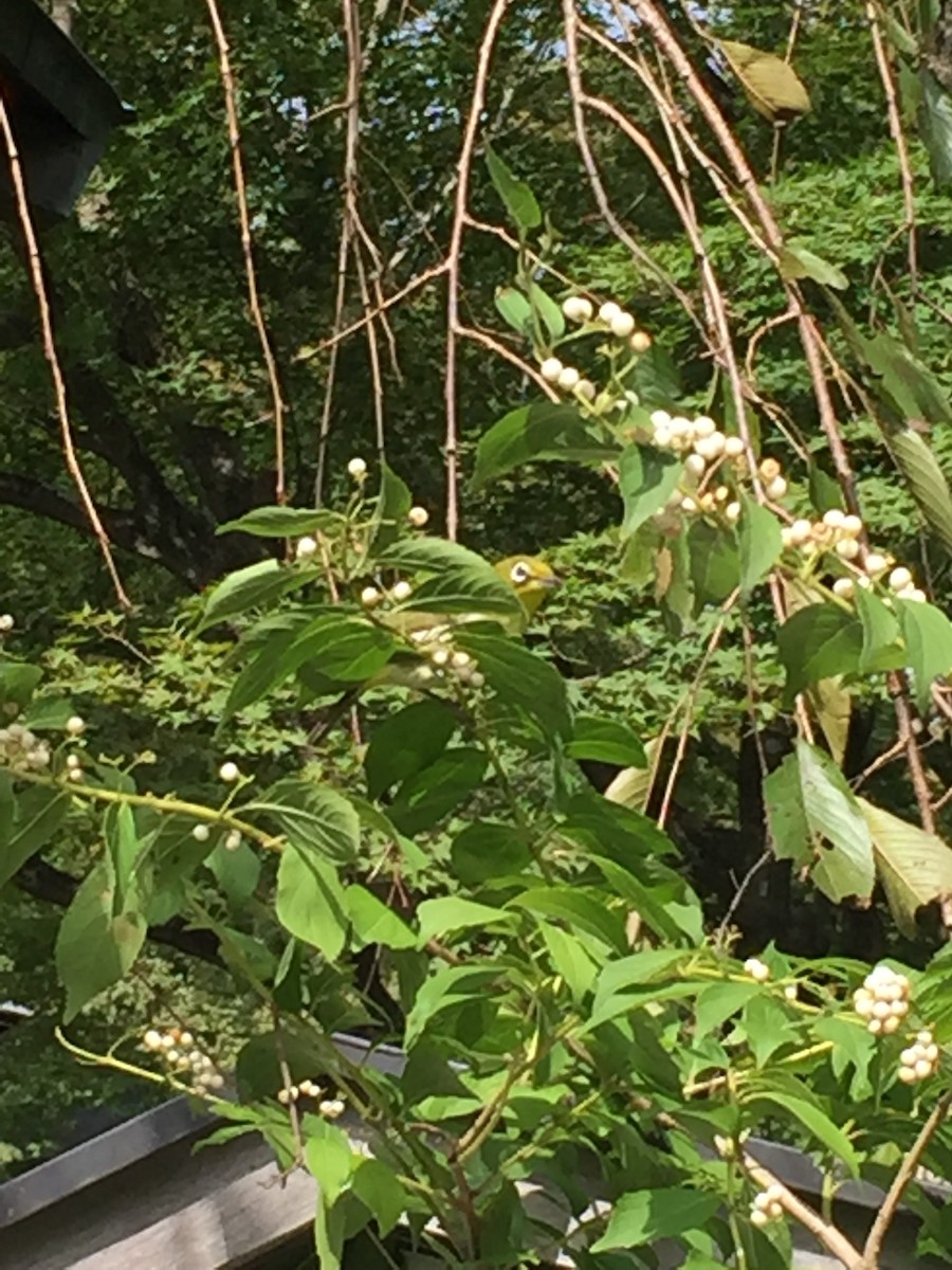 メジロ - ML645984955