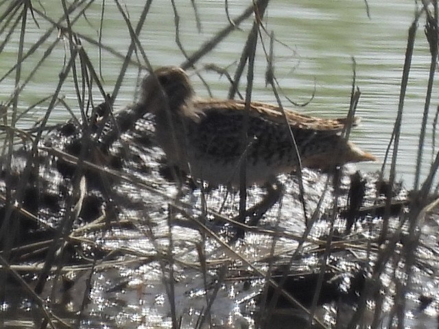 タシギ - ML645984962